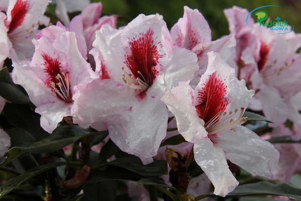Rhododendron Graffito